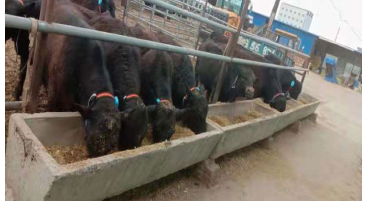 J9���Ź���(�й�)-�ٷ���վ