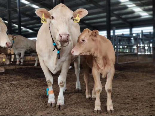 J9���Ź���(�й�)-�ٷ���վ